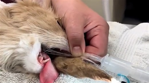 Vet removes massive hairball blocking cat’s stomach