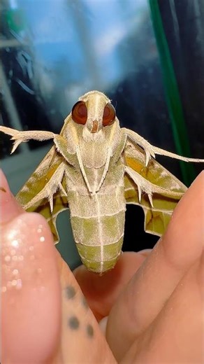 This moth has some serious aura!