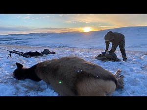 Late Season Cow Elk & Cougar Hunt