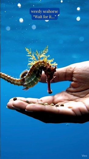 Seahorse Feeding at 30 Feet: An Underwater Adventure!