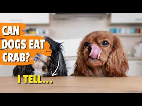 ¿CAN DOGS Eat CRAB? 🐶🦀 Benefits and Risks