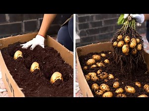 Garden Hacks for Tiny Homes for HUGE Harvest!