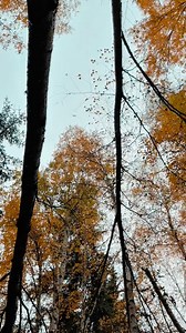 Autumn Colors in Alaska 🇺🇸 | Scenery Aish