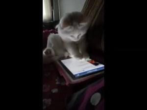 29K views · 861 reactions | kitty loves his computer  | Cat Loft | Facebook