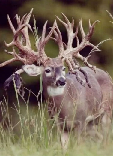 The thirty point buck