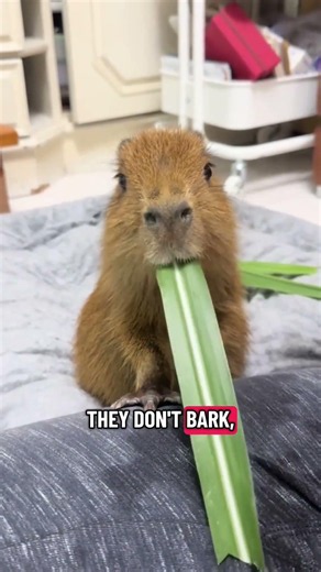 The chillest animal Capybara
