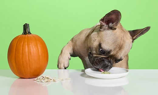 Can Dogs Eat Pumpkin Seeds? | Chewy