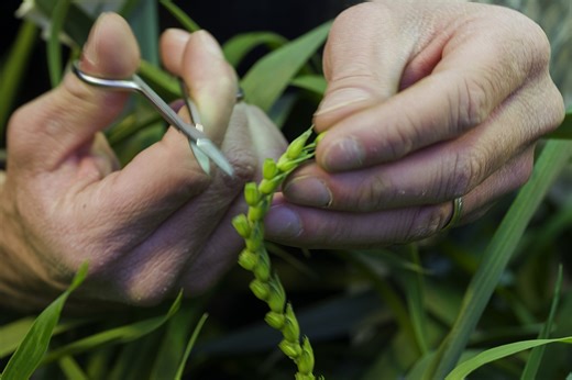 Louisiana legalizes surgical castration for felons