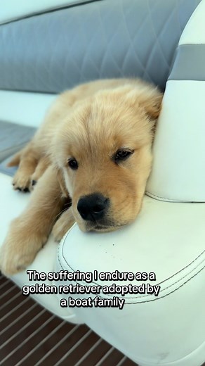 Challenges of Being a Boat Dog: A Golden Retriever's Life