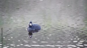 The common scoter (Melanitta nigra) swims along the canal. Stock Video