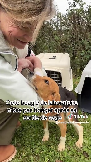 Adoption d'un beagle échappé de l'expérimentation