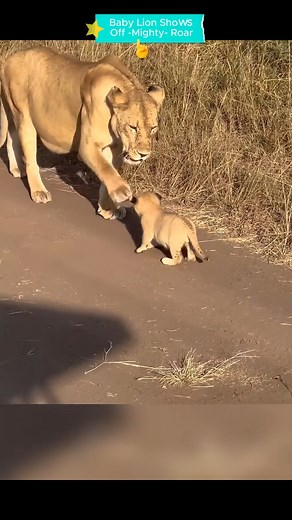 30K views · 92 reactions | Baby Lion Shows Off Its Mighty Roar #animalworld #animalshorts | Joe Vicar Tv | Facebook