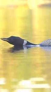 14K views · 221 reactions | Is there a more Canadian sound than the call of the loon? ❤ | The Online Moose | Facebook