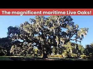 Southern Live Oak: Seen on Oak Island, Southport and Bald Head Islands: North Carolina!
