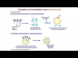 Protein-sorting pathways in eukaryotes