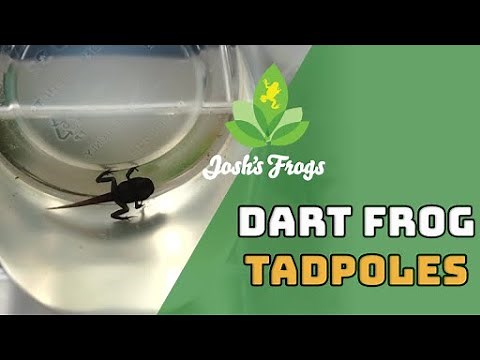 How-to Care for Dart Frog Tadpoles | Josh’s Frogs