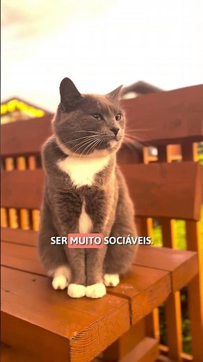 Personality of White and Gray Cats 🤍🩶