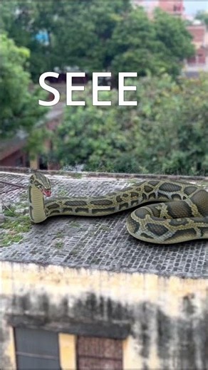 Anaconda Snake Attack 8 Part 3 #shorts #python #snakevideo #snakes #anaconda #snake