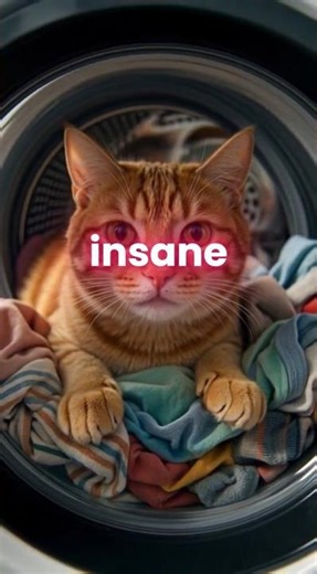 This Cat Got Stuck in a Washing Machine…