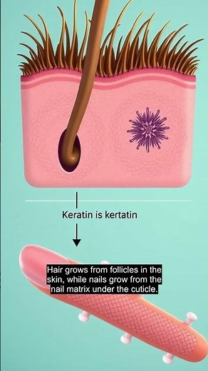 Why Hair and Fingernails Are Made of the Same Material