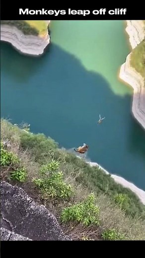 Monkeys leap off tall cliff