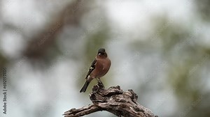 the male common chaffinch on the branch