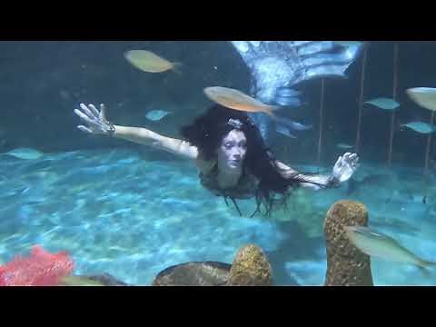 Mermaids at Aquarium Encounters