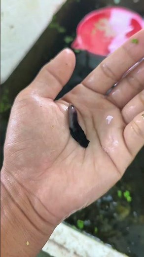 I threw snails into my betta fish pond... After a few days, the aquatic plants completely changed...