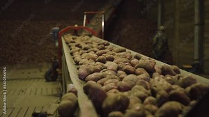 harvesting. harvesting potatoes. production. selection sorting conveyor for potato harvesting. potatoes go through the sorting stage. potato warehouse