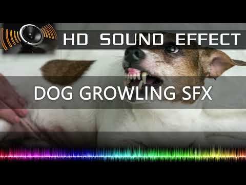 Scary Growling Dog Sound Effect 🐕🔉 | HQ