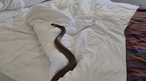 Australia reptile catcher finds 6-foot-long, highly venomous snake "lying in bed looking at me"