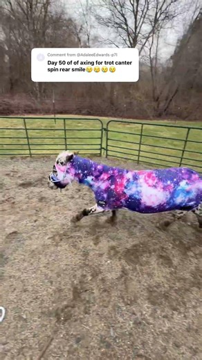 Voice commands! #horses #horseoftheday #equestrian #horsegirl #horsetraining #fypyoutube