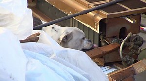 130K views · 4K reactions | Can you see the hidden homeless dog? Watch this beautiful, kind rescue. Filmed by Shelter Me TV. The Shelter Me films are now online for the first time at https://ShelterMe.tv/ | Positively Woof | Facebook