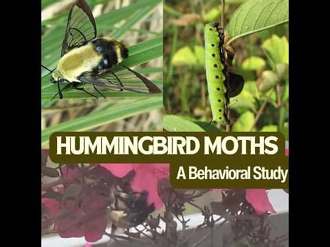 FIRST HUMMINGBIRD MOTH FIGHT Ever Recorded!