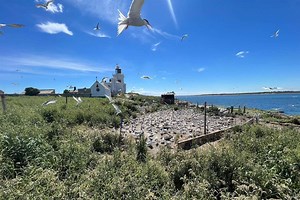 Bird flu could have a ‘devastating impact’ on UK’s seabirds, RSPB warns