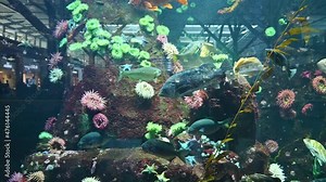 Various of sea fish with colorful coral in large fish tank at aquarium