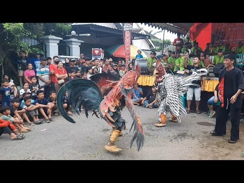 Seru Tarung Jago Agung Wilis