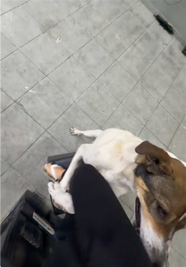 Cachorros Fofos em Ação no TikTok