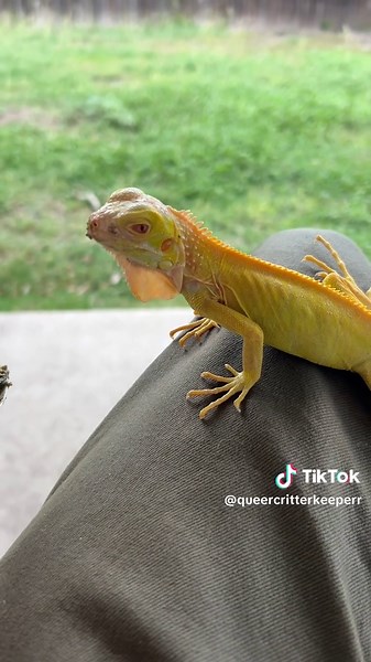 Meet Banana: The Adorable Albino Iguana