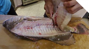 How to clean a sheepshead (drum) 2 easy ways - Sheepshead guide: Part 2