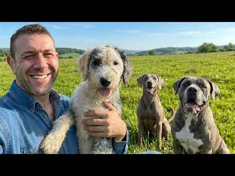 These 3 Dogs Have Never Been Adopted...