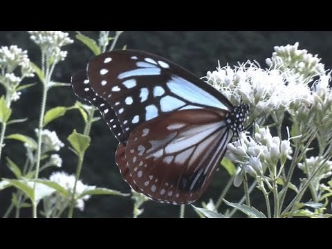 ｢渡り｣をするチョウ｢アサギマダラ｣が飛来 透き通るような淡い水色の羽根で畑の中を飛び回る姿が人気