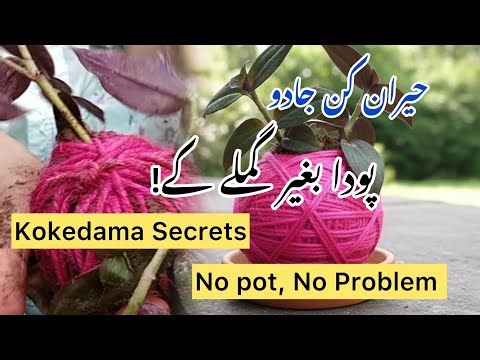 Kokedama| Japanese Moss Ball| How to Make Kokedama| DIY Kokedama| Kokedama Plant Care|Series 3