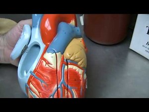 Heart Anatomy Part 2