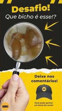 🔍 Você sabe que BICHO é esse? 🤔 #desafio #microscopio #curiosidades #nosminimosdetalhes #trend