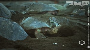 438K views · 705 reactions | Dos cámaras espías captaron a cientos de...