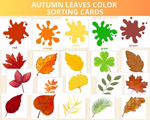 Autumn Color Sorting Activity,color Matching Game,autumn Leaves Colour Sorting,montessori Color Sorting Cards,color Recognition,color Prek - Etsy