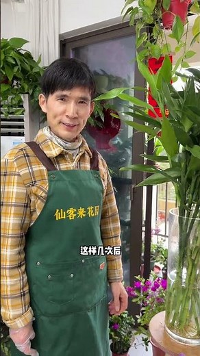 How to Grow Lucky Bamboo Strong & Green