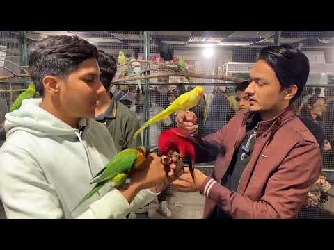 Expo Center Karachi Birds Show | Rare & Exotic Parrots Collection | Nexus Birds