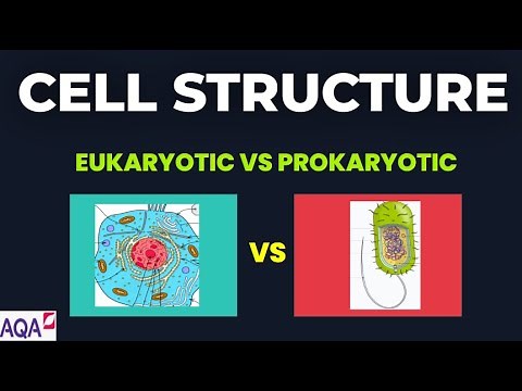 EUKARYOTIC AND PROKAROYTIC CELLS- AQA A LEVEL BIOLOGY AND EXAM QUESTION RUN THROUGH